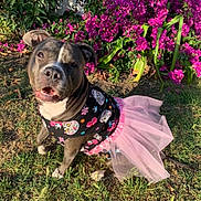 Molly is registered to the contest to win money with this photo: dog, tutu, shirt, grass, flowers, purple_flowers, outdoor, pet, costume, cute, smiling, sunlight, happy, animal, nature, garden, playful, canine, pink, black