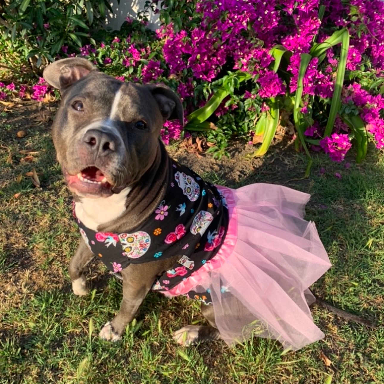 Molly is registered to the contest to win money with this photo: animal, black, canine, costume, cute, dog, flowers, garden, grass, happy, nature, outdoor, pet, pink, playful, purple_flowers, shirt, smiling, sunlight, tutu