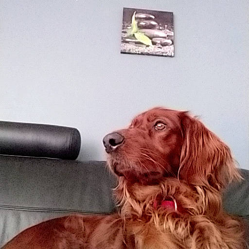 Jewelle a rejoint le concours — aidez-le/la à gagner de superbes lots ! boykin_spaniel, canidae, carnivore, cocker_spaniel, companion_dog, dog, dog_breed, english_cocker_spaniel, field_spaniel, irish_setter, liver, mammal, rare_breed_dog, retriever, setter, snout, spaniel, sporting_group, sussex_spaniel, vertebrate