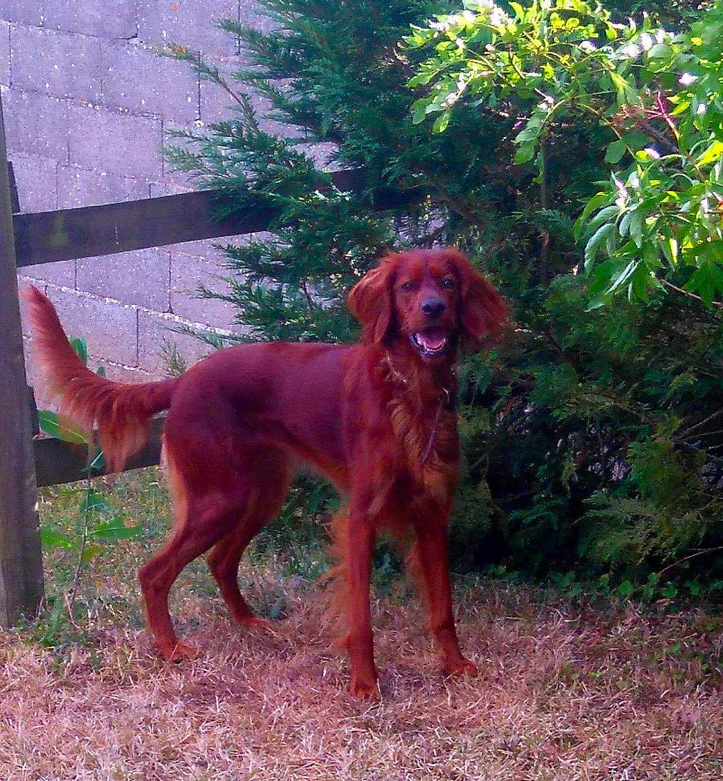 Jewelle participe au concours pour gagner de l'argent avec cette photo : canidae, carnivore, companion_dog, dog, dog_breed, english_setter, fawn, golden_retriever, hunting_dog, irish_setter, liver, mammal, retriever, setter, sporting_group, tail, vertebrate