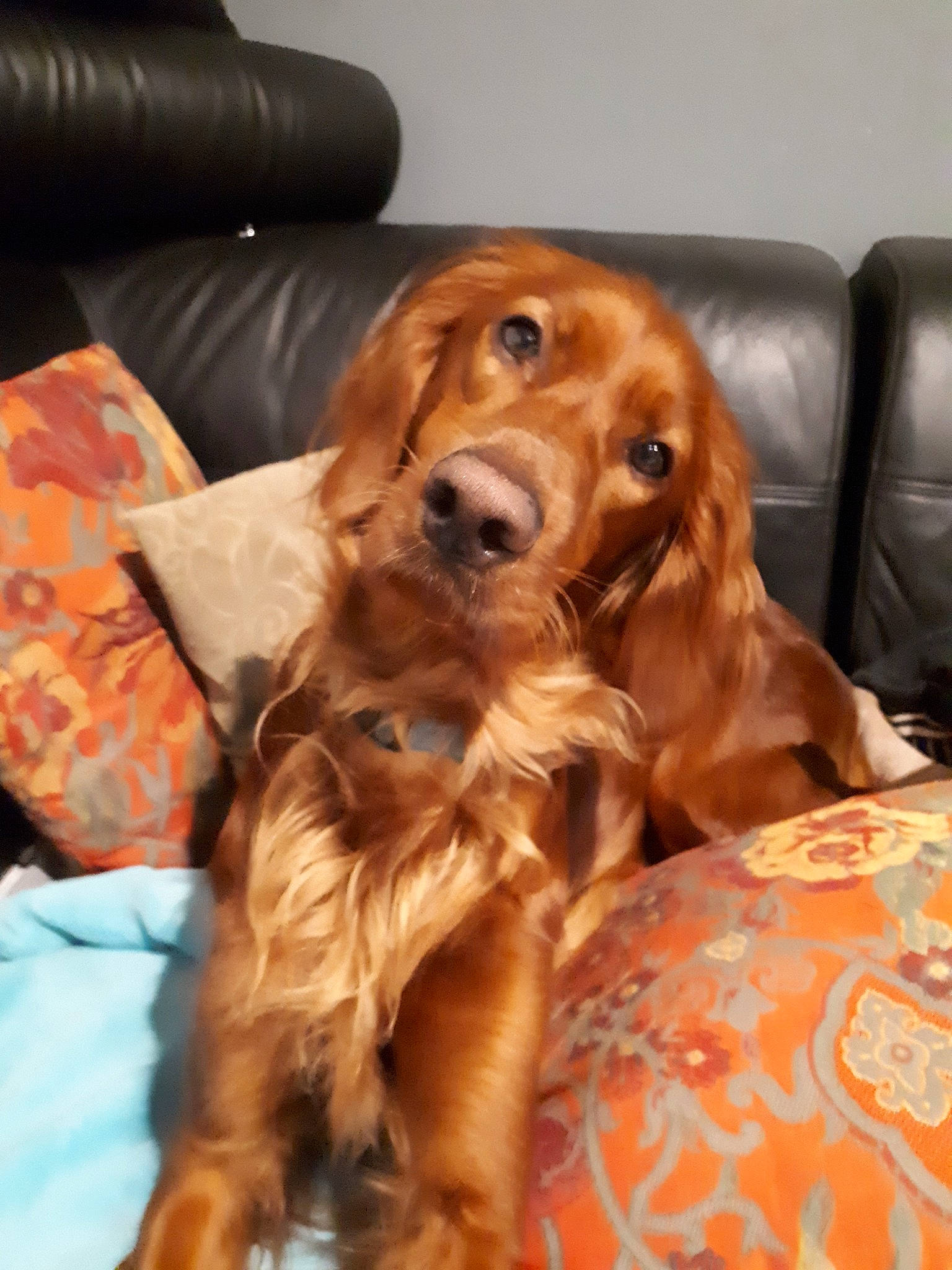 Nikita Du Mont Rouge De Picardie a rejoint le concours — aidez-le/la à gagner de superbes lots ! american_cocker_spaniel, canidae, caramel_color, carnivore, cocker_spaniel, companion_dog, dog, dog_breed, english_cocker_spaniel, field_spaniel, irish_setter, mammal, rare_breed_dog, retriever, russian_spaniel, setter, snout, spaniel, sporting_group, vertebrate