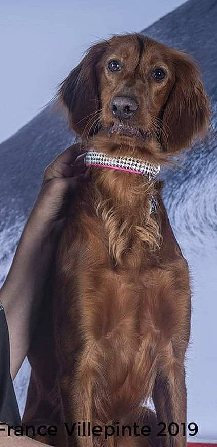 Nikita Du Mont Rouge De Picardie a rejoint le concours — aidez-le/la à gagner de superbes lots ! canidae, carnivore, cocker_spaniel, companion_dog, dog, dog_breed, dog_collar, field_spaniel, german_longhaired_pointer, irish_setter, liver, mammal, picardy_spaniel, rare_breed_dog, retriever, setter, spaniel, sporting_group, sussex_spaniel, vertebrate