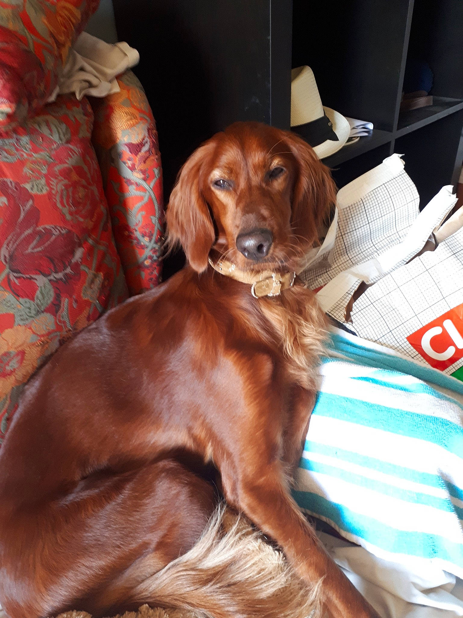 Nikita Du Mont Rouge De Picardie a rejoint le concours — aidez-le/la à gagner de superbes lots ! canidae, caramel_color, carnivore, companion_dog, dog, dog_breed, fawn, irish_setter, liver, mammal, pointing_breed, rare_breed_dog, setter, spaniel, sporting_group, vertebrate, vizsla