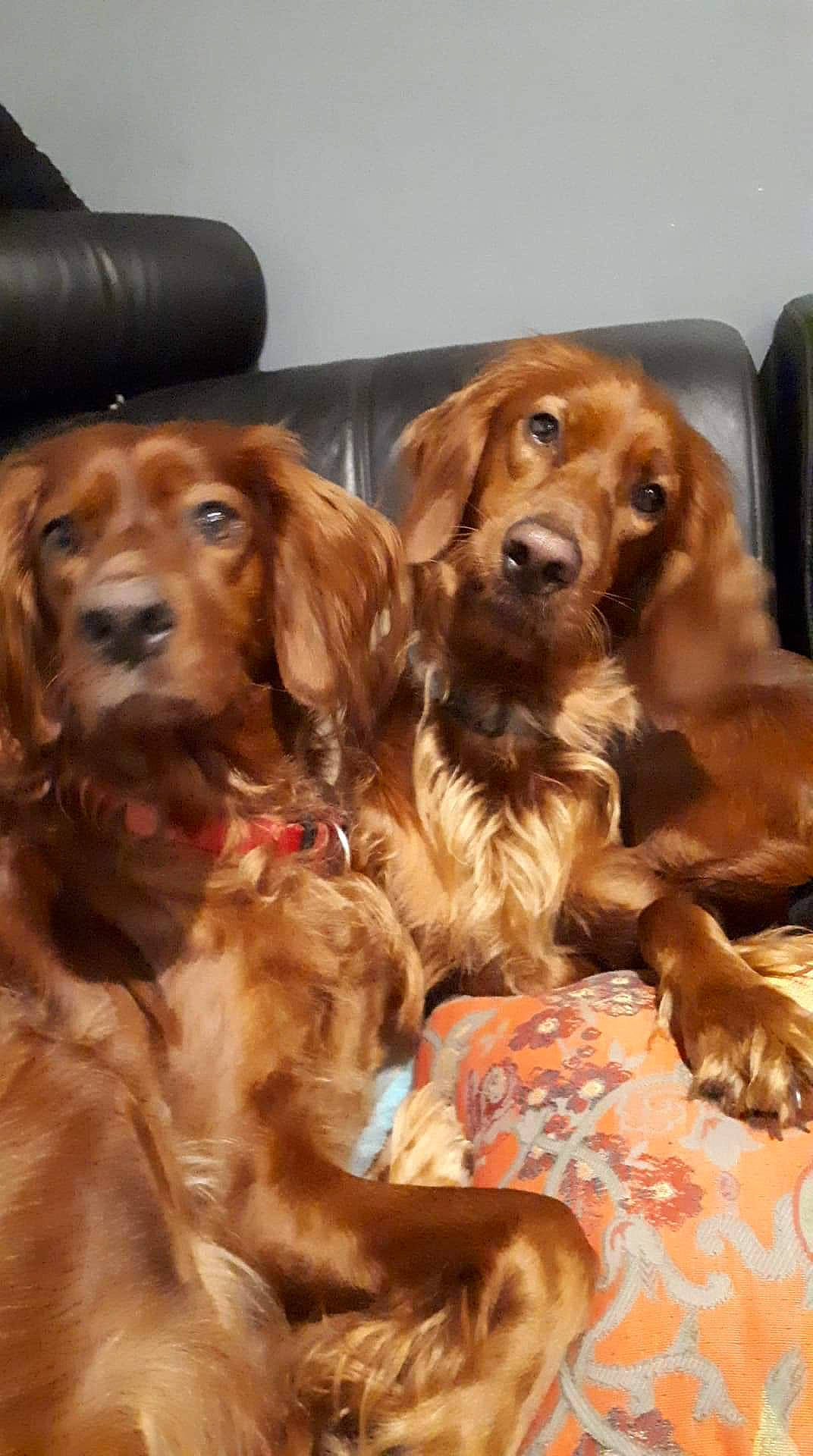 Nikita Du Mont Rouge De Picardie participe au concours pour gagner de l'argent avec cette photo : canidae, carnivore, cocker_spaniel, companion_dog, dog, dog_breed, english_cocker_spaniel, field_spaniel, german_spaniel, irish_setter, liver, mammal, rare_breed_dog, retriever, setter, snout, spaniel, sporting_group, sussex_spaniel, vertebrate