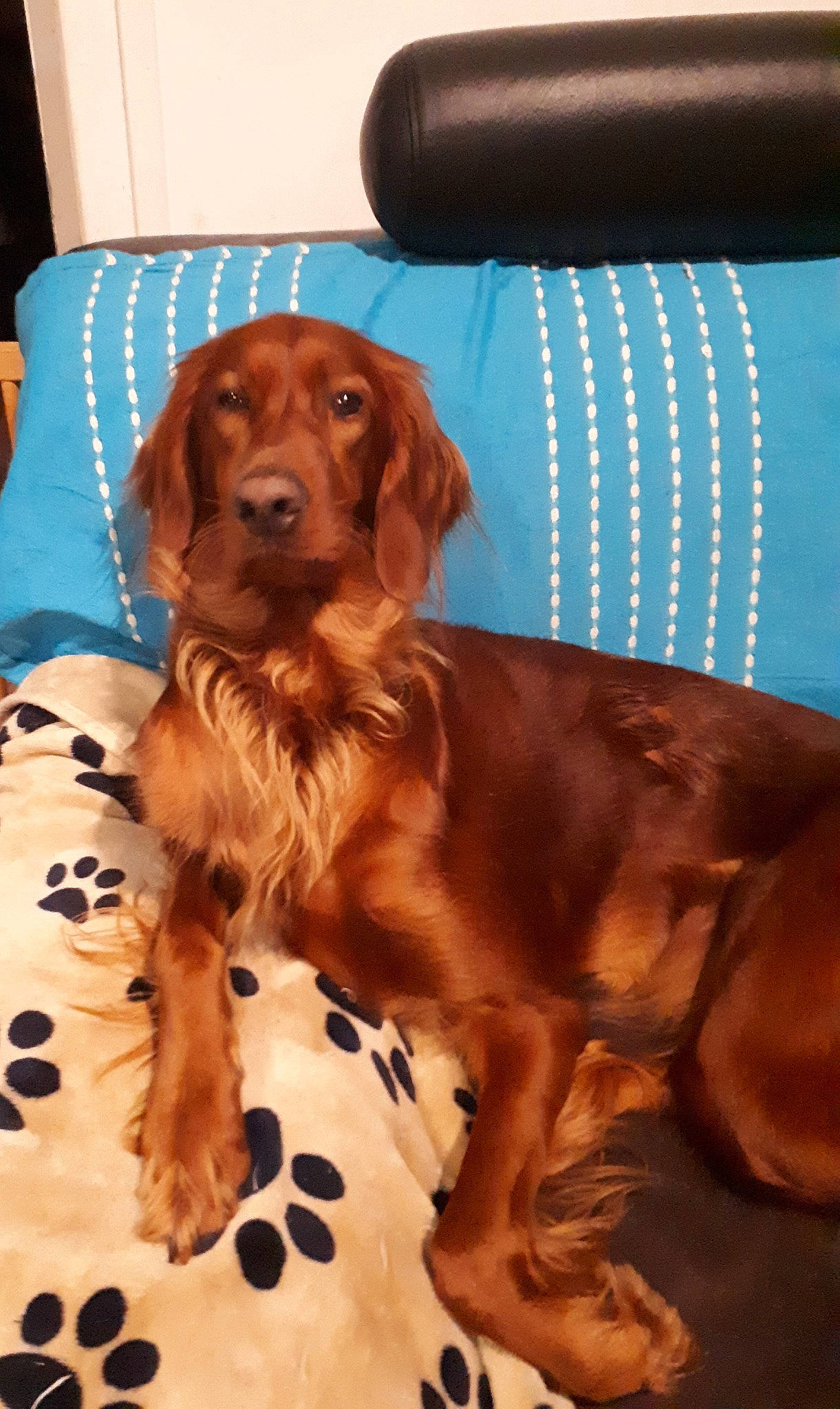 Nikita Du Mont Rouge De Picardie