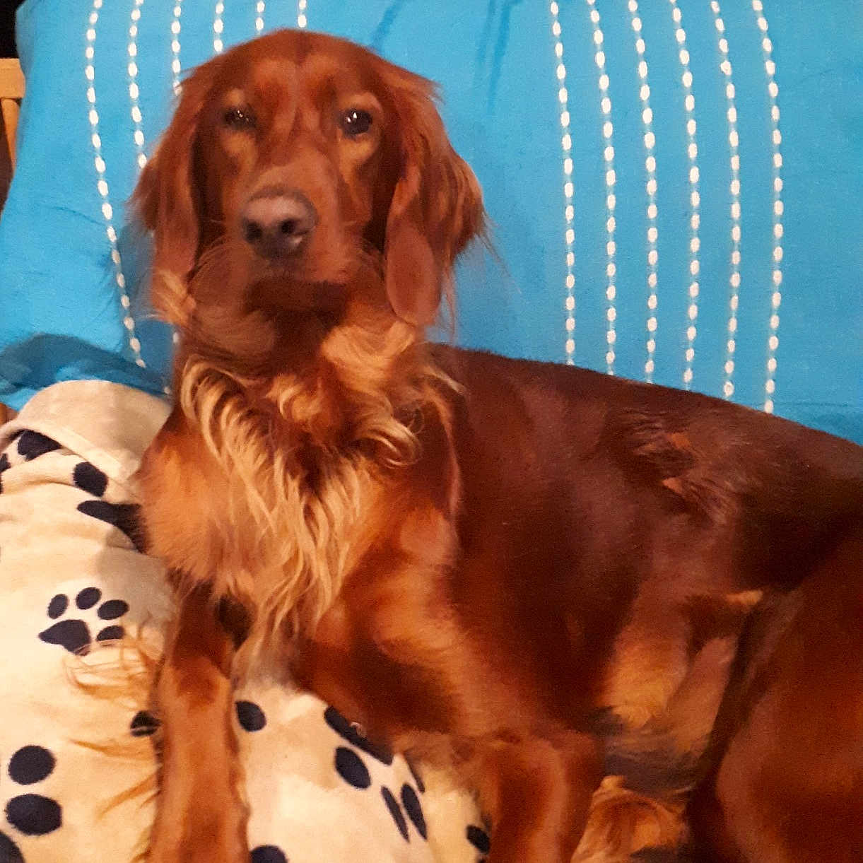 Nikita Du Mont Rouge De Picardie