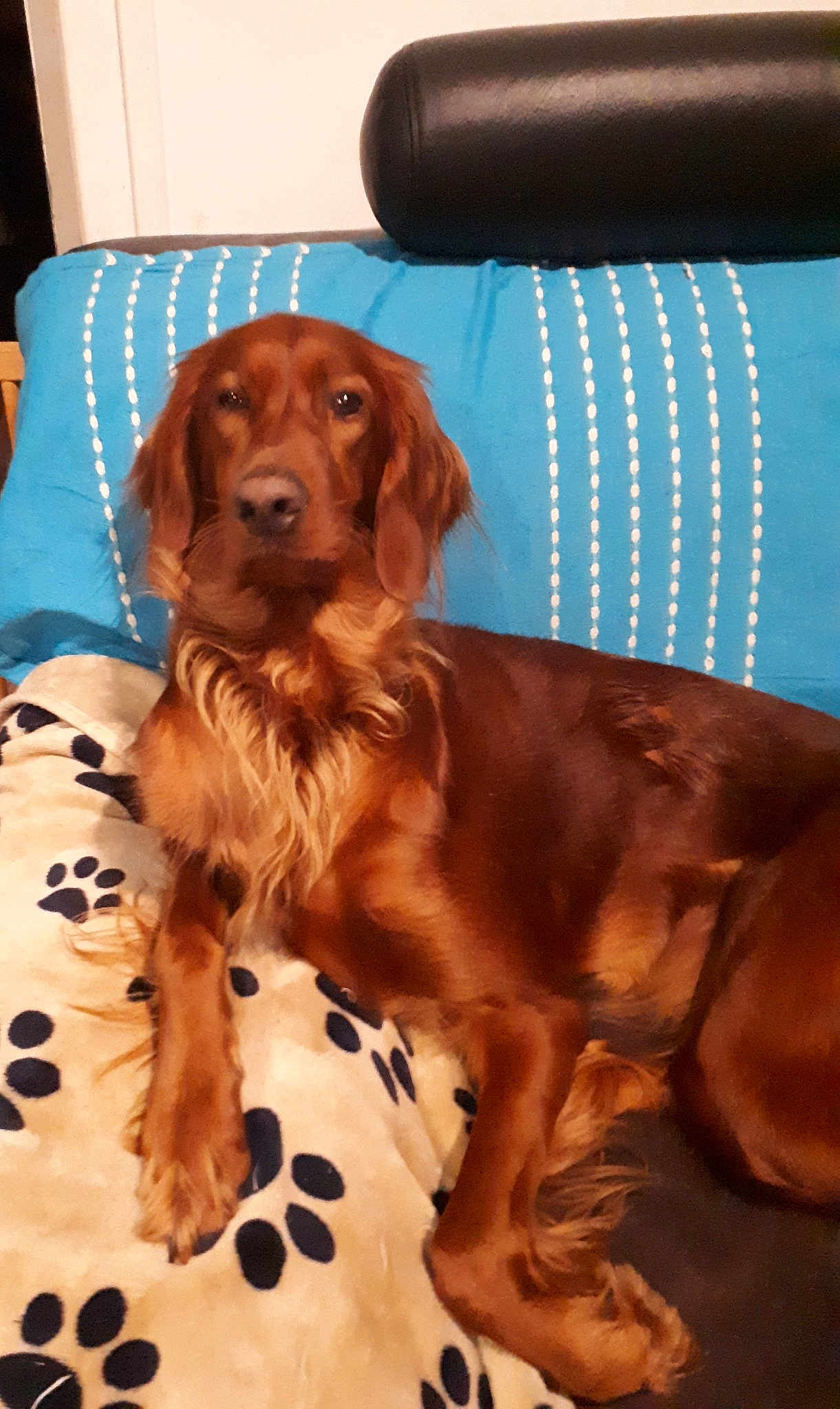 Nikita Du Mont Rouge De Picardie