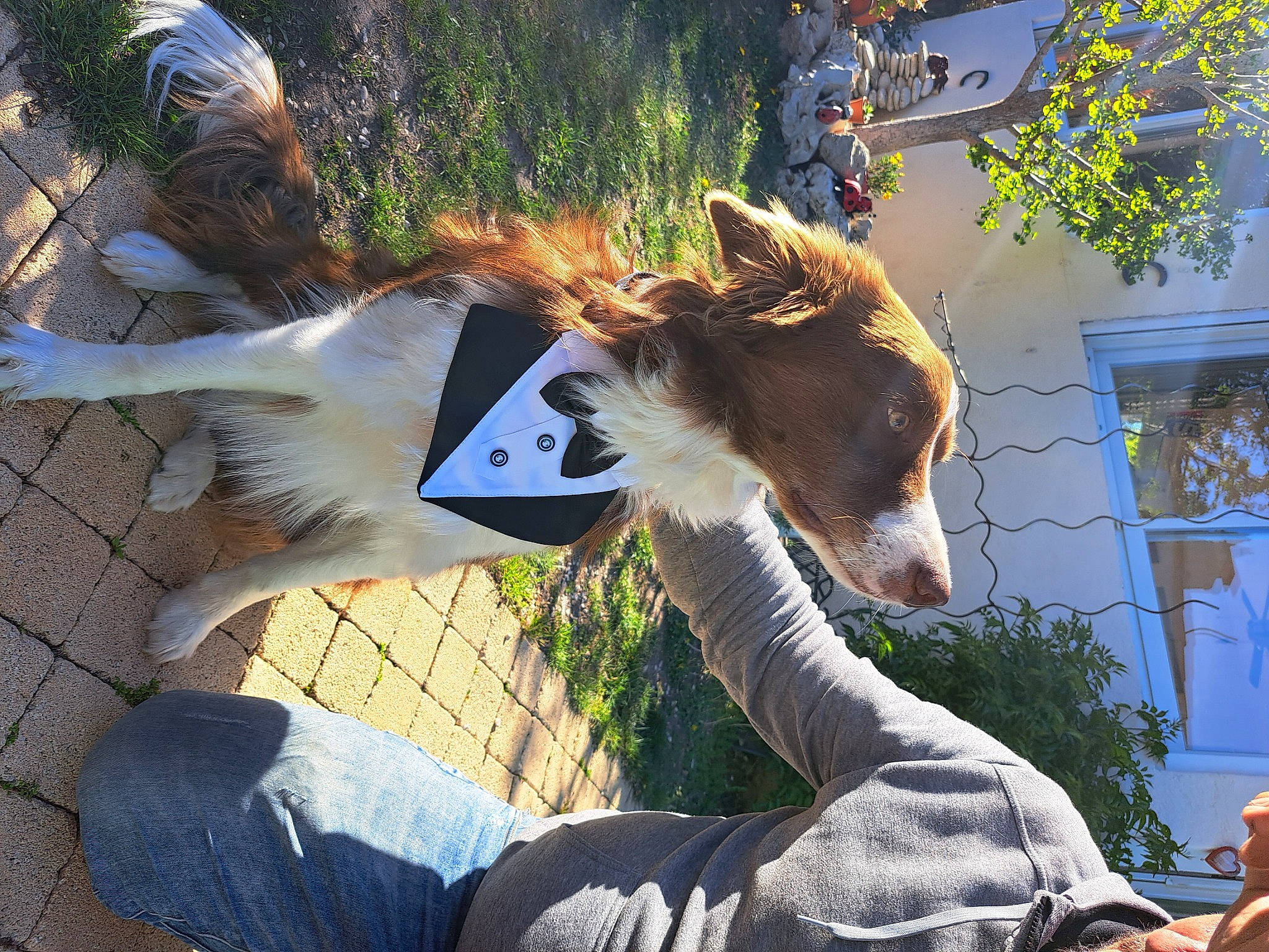 Paco a rejoint le concours — aidez-le/la à gagner de superbes lots ! canidae, carnivore, collar, collie, companion_dog, dog, dog_breed, dog_collar, fashion_accessory, fur, grass, herding_dog, plant, recreation, scotch_collie, sitting, sporting_group, tail, window, working_dog