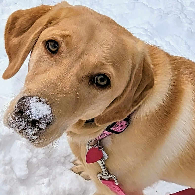 Daisy joined the competition — help win amazing prizes! animal, blizzard, canine, dog, goldenretriever, hound, labradorretriever, nature, outdoors, pet, puppy, snout, snow, storm, whitedog, winter
