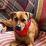 dog, pet, bandana, couch, indoor, relaxed, brown_dog, canine, comfortable, resting, striped_cushion, plaid_blanket, animal, domestic_animal, portrait, fur, paw, snout, ears, companion