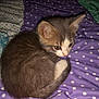 Eli is registered to the contest to win money with this photo: kitten, cat, animal, pet, fur, curled_up, bed, blanket, purple, polka_dots, cute, small, young, whiskers, ears, tail, indoor, cozy, sleepy, soft