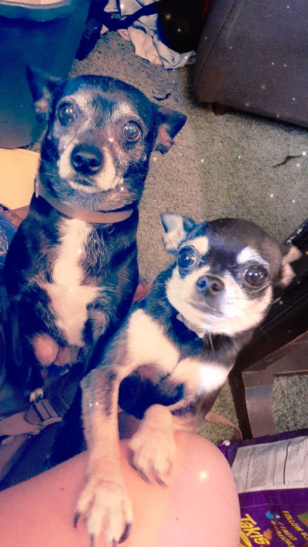 Josie is registered to the contest to win money with this photo: canidae, carnivore, companion_dog, dog, dog_breed, electric_blue, fawn, fur, non_sporting_group, puppy, puppy_love, sitting, snout, sporting_group, terrier, toy_dog, whiskers, working_animal