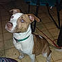 Waylon joined the competition — help win amazing prizes! dog, brown_and_white, green_collar, sitting, indoor, tiled_floor, table, chair, looking_up, pet, canine, ears_up, floor_tile, domestic, animal, companion, household, curious, flash_reflection, attention