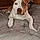 Waylon