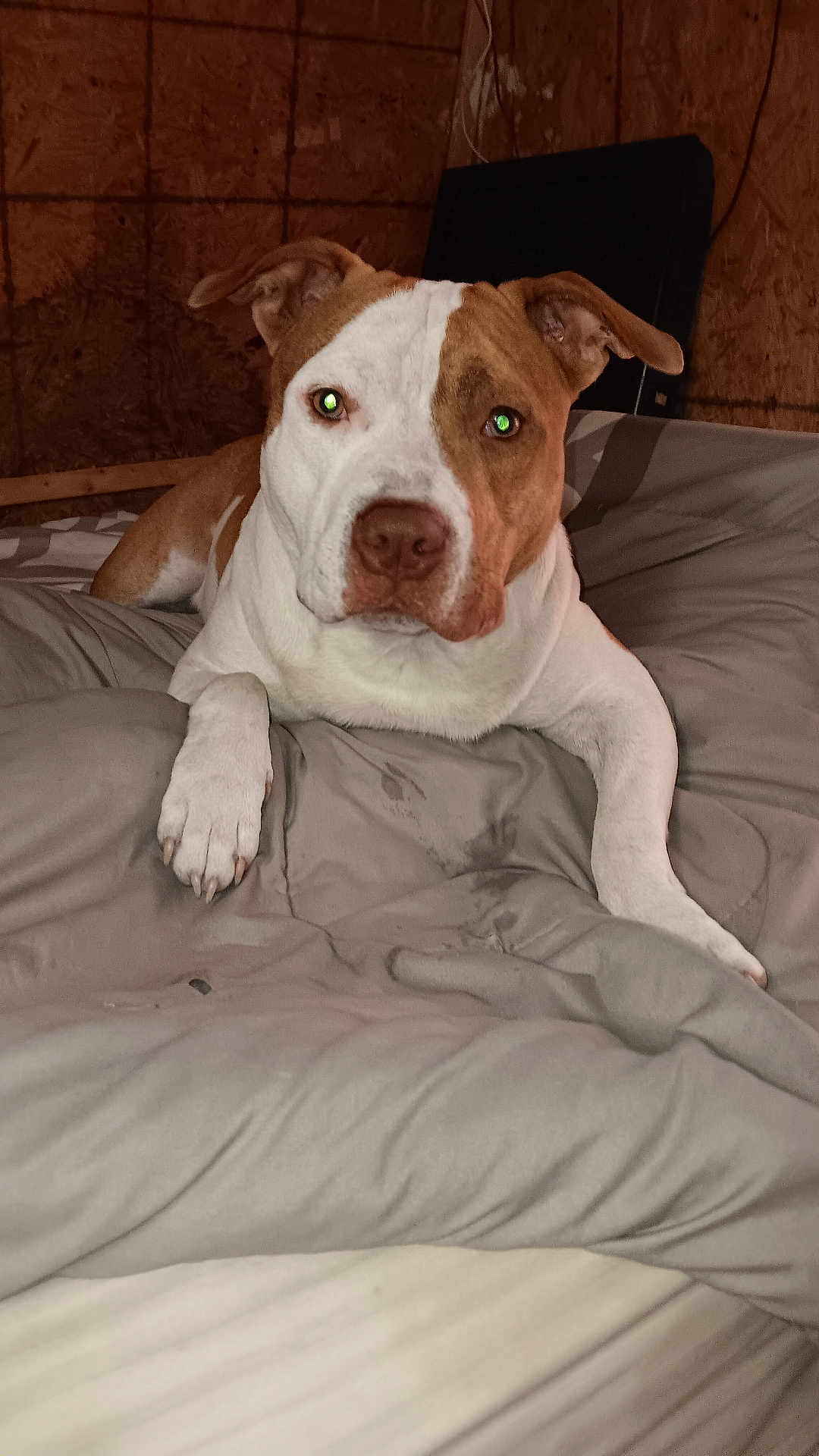Waylon joined the competition — help win amazing prizes! dog, brown_and_white, blanket, bed, indoor, pet, relaxed, canine, fur, ears, nose, eyes, paw, resting, comfort, wooden_wall, casual, domestic, animal, laying_down
