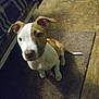 Waylon is registered to the contest to win money with this photo: puppy, dog, brown_and_white, carpet, floor, indoor, pet, canine, young_dog, curious, looking_up, ears_up, bed, blanket, wooden_floor, animal, domestic, cute, companion, friendly