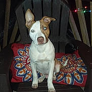 Waylon is registered to the contest to win money with this photo: dog, animal, pet, chair, cushion, ears, night, outdoor, wood, colorful, pattern, sitting, looking, face, ears_up, ears_flopped, paw, nose, tail, string_lights