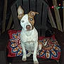 animal, chair, colorful, cushion, dog, ears, ears_flopped, ears_up, face, looking, night, nose, outdoor, pattern, paw, pet, sitting, string_lights, tail, wood