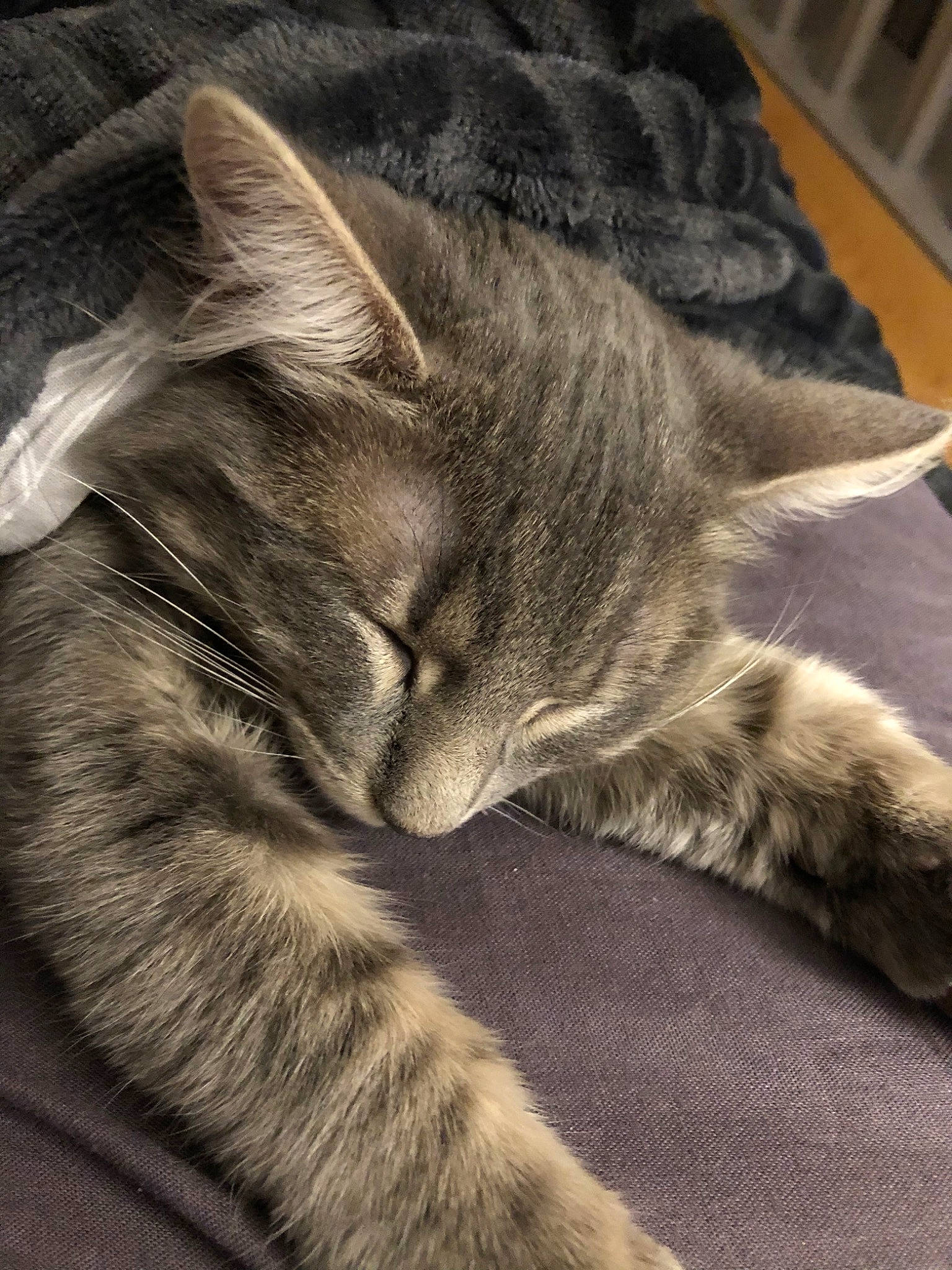 Perle a rejoint le concours — aidez-le/la à gagner de superbes lots ! asian, carnivore, cat, domestic_short_haired_cat, dragon_li, ear, european_shorthair, felidae, fur, kitten, nap, nebelung, pixie_bob, sleep, small_to_medium_sized_cats, snout, tabby_cat, tail, whiskers