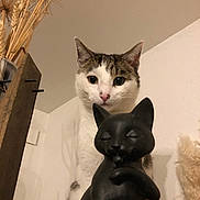 Pablo a rejoint le concours — aidez-le/la à gagner de superbes lots ! cat, statue, indoor, curious, animal, pet, decor, dried_plants, wooden_surface, white_wall, closeup, portrait, feline, houseplant, domestic, cute, eyes, ears, muzzle, still_life