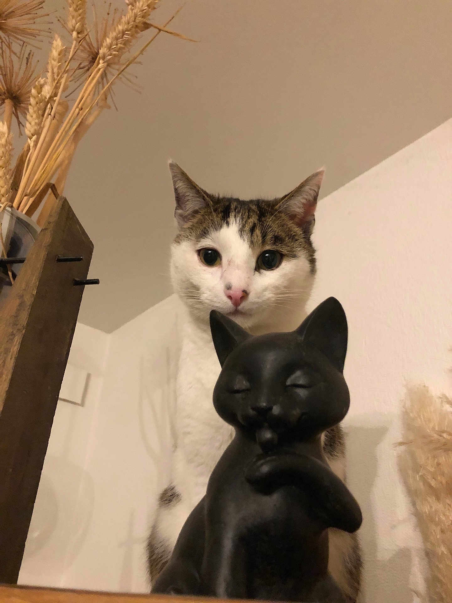 Pablo a rejoint le concours — aidez-le/la à gagner de superbes lots ! cat, statue, indoor, curious, animal, pet, decor, dried_plants, wooden_surface, white_wall, closeup, portrait, feline, houseplant, domestic, cute, eyes, ears, muzzle, still_life