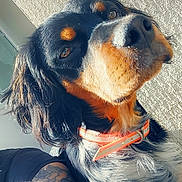 Aïko a rejoint le concours — aidez-le/la à gagner de superbes lots ! animal, arm, black_and_tan, canine, close_up, collar, companion, curious, cute, dog, expression, friendly, furry, heart_icon, indoor, natural_light, pet, portrait, tattoo, texture
