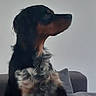 animal, black, brown, canine, companion, couch, cozy, curly_fur, dog, domestic, fur, furry, home, indoor, looking_away, pet, relaxed, seated, side_profile, white