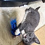blue_feather, carpet, cat, cute, feather, floor, gray_fur, green_eyes, home_interior, indoor, kitten, litter_box, looking_up, paw, pet, playing, small_animal, toy, whiskers, white_paws