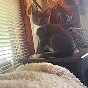 Maddie is registered to the contest to win money with this photo: blanket, cat, cozy, domestic_animal, filament_bulb, furniture, grey_cat, home_interior, indoor, kitten, lamp, lighting, pet, portrait, side_table, sitting, whiskers, white_paws, window_blinds, wood_trim