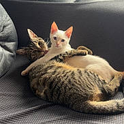 Wybie participe au concours pour gagner de l'argent avec cette photo : cat, kitten, tabby_cat, white_kitten, cuddle, sofa, couch, indoor, pet, fur, paw, window_light, resting, cozy, domestic_animal, snuggle, looking_at_camera, textured_blanket, pair, companion