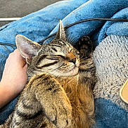 Tobias a rejoint le concours — aidez-le/la à gagner de superbes lots ! abyssinian, animal, baby, bed, bedroom, blanket, cat, clothing, couch, cushion, furniture, homedecor, jeans, kitten, manx, pants, person, pet, quilt, sleeping