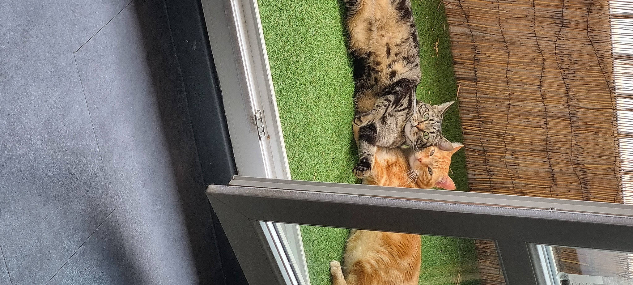 Goose participe au concours pour gagner de l'argent avec cette photo : carnivore, cat, domestic_short_haired_cat, door, fawn, felidae, fur, plant, small_to_medium_sized_cats, snout, sporting_group, tail, tints_and_shades, tree, trunk, vehicle_door, whiskers, wildlife, window, wood