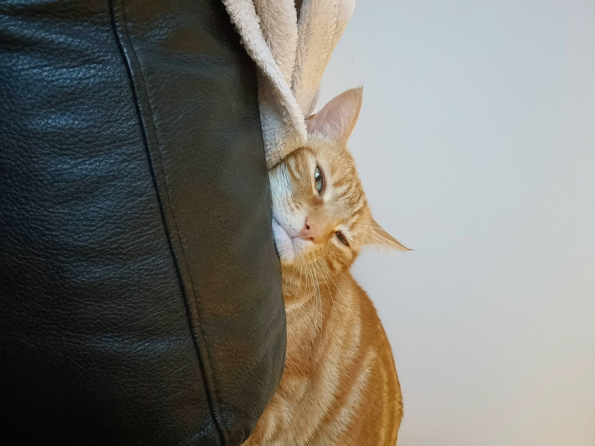 Goose a rejoint le concours — aidez-le/la à gagner de superbes lots ! carnivore, cat, comfort, domestic_short_haired_cat, fashion_accessory, fawn, felidae, formal_wear, fur, hat, linens, pattern, paw, peach, sleeve, small_to_medium_sized_cats, tail, terrestrial_animal, whiskers, wood