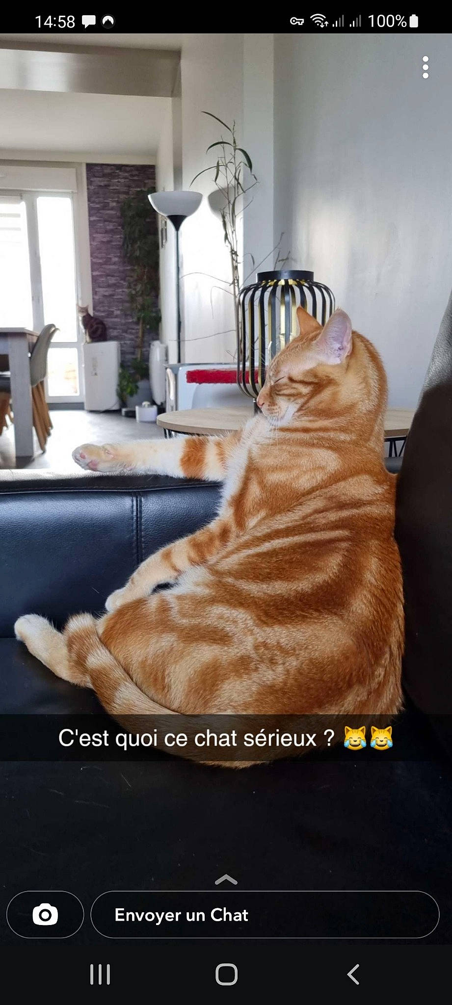 Goose a rejoint le concours — aidez-le/la à gagner de superbes lots ! canidae, carnivore, comfort, companion_dog, dog_breed, felidae, floor, flooring, fur, hardwood, houseplant, lamp, liver, plant, small_to_medium_sized_cats, sporting_group, tail, whiskers, window, wood