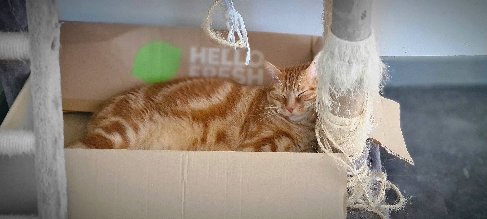 Goose a rejoint le concours — aidez-le/la à gagner de superbes lots ! carnivore, cat, comfort, couch, domestic_short_haired_cat, fawn, felidae, fur, linens, nap, paw, room, small_to_medium_sized_cats, tail, whiskers, wood