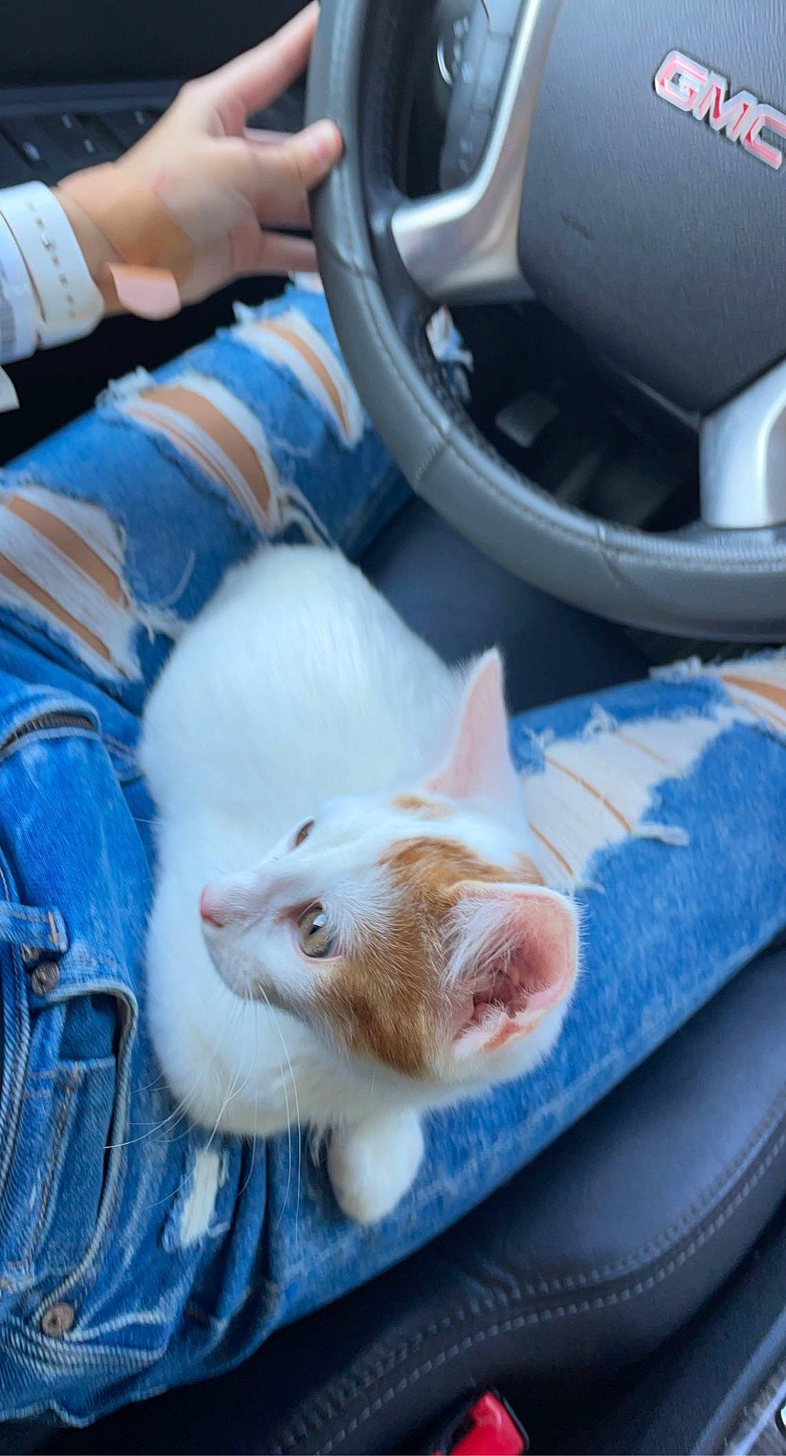 Finn joined the competition — help win amazing prizes! automotive_exterior, automotive_lighting, automotive_tire, carnivore, cat, comfort, domestic_short_haired_cat, felidae, fender, fur, personal_luxury_car, rim, small_to_medium_sized_cats, snout, steering_wheel, tail, trunk, vehicle_door, whiskers, white