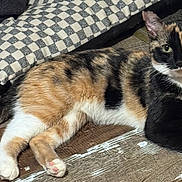 Tortellini is registered to the contest to win money with this photo: calico_cat, cat, pet, animal, feline, resting, floor, wooden_floor, checkered_pillow, indoor, relaxed, looking_at_camera, fur, whiskers, ears, tail, domestic_cat, household, companion, cute