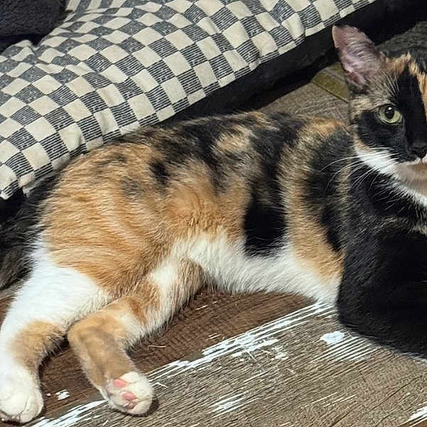 Tortellini is registered to the contest to win money with this photo: calico_cat, cat, pet, animal, feline, resting, floor, wooden_floor, checkered_pillow, indoor, relaxed, looking_at_camera, fur, whiskers, ears, tail, domestic_cat, household, companion, cute