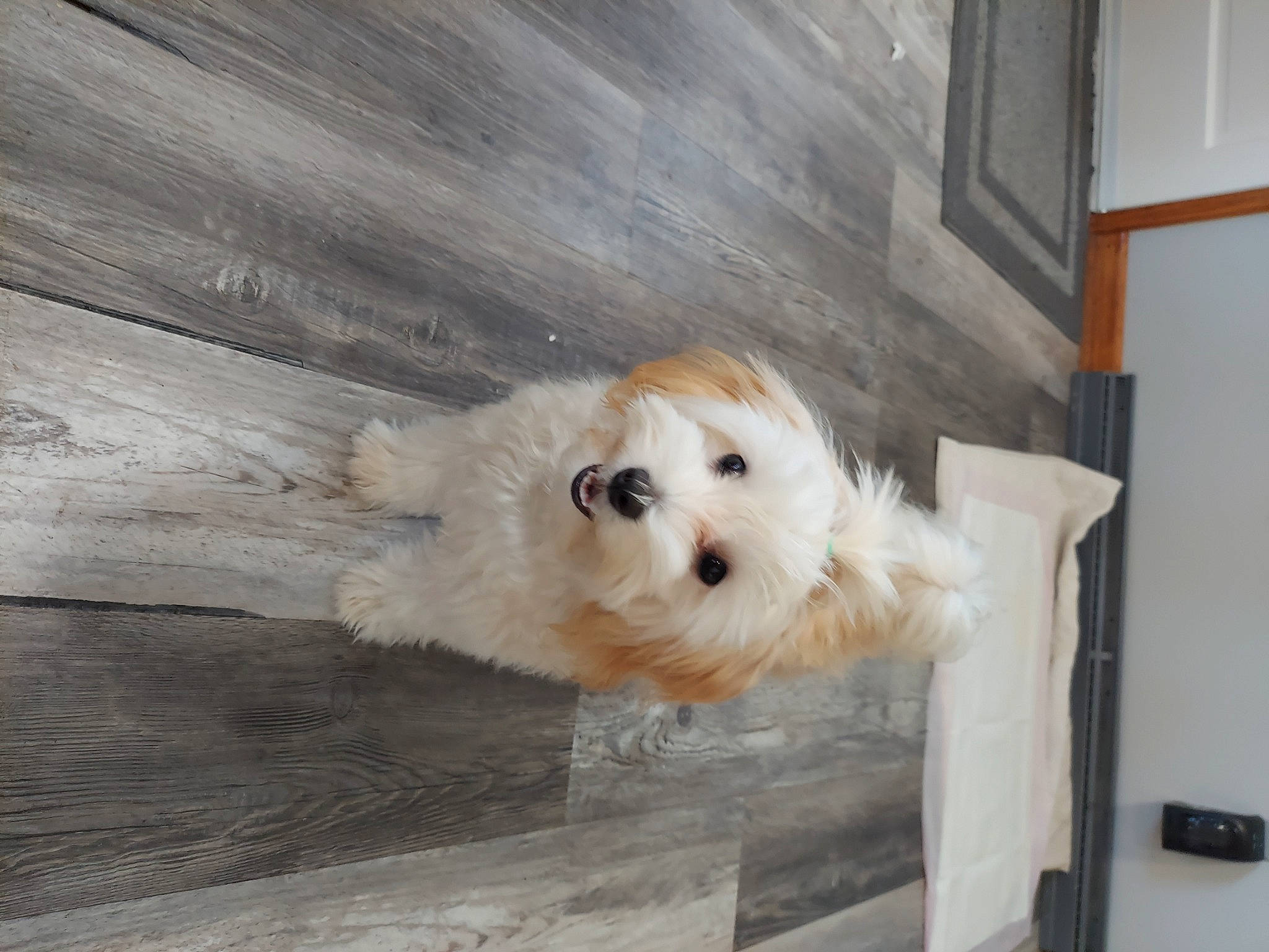 Sugar joined the competition — help win amazing prizes! canidae, carnivore, companion_dog, dog, dog_breed, dog_supply, fawn, floor, flooring, fur, hardwood, labradoodle, maltepoo, small_terrier, snout, sporting_group, terrier, toy_dog, wood, working_animal