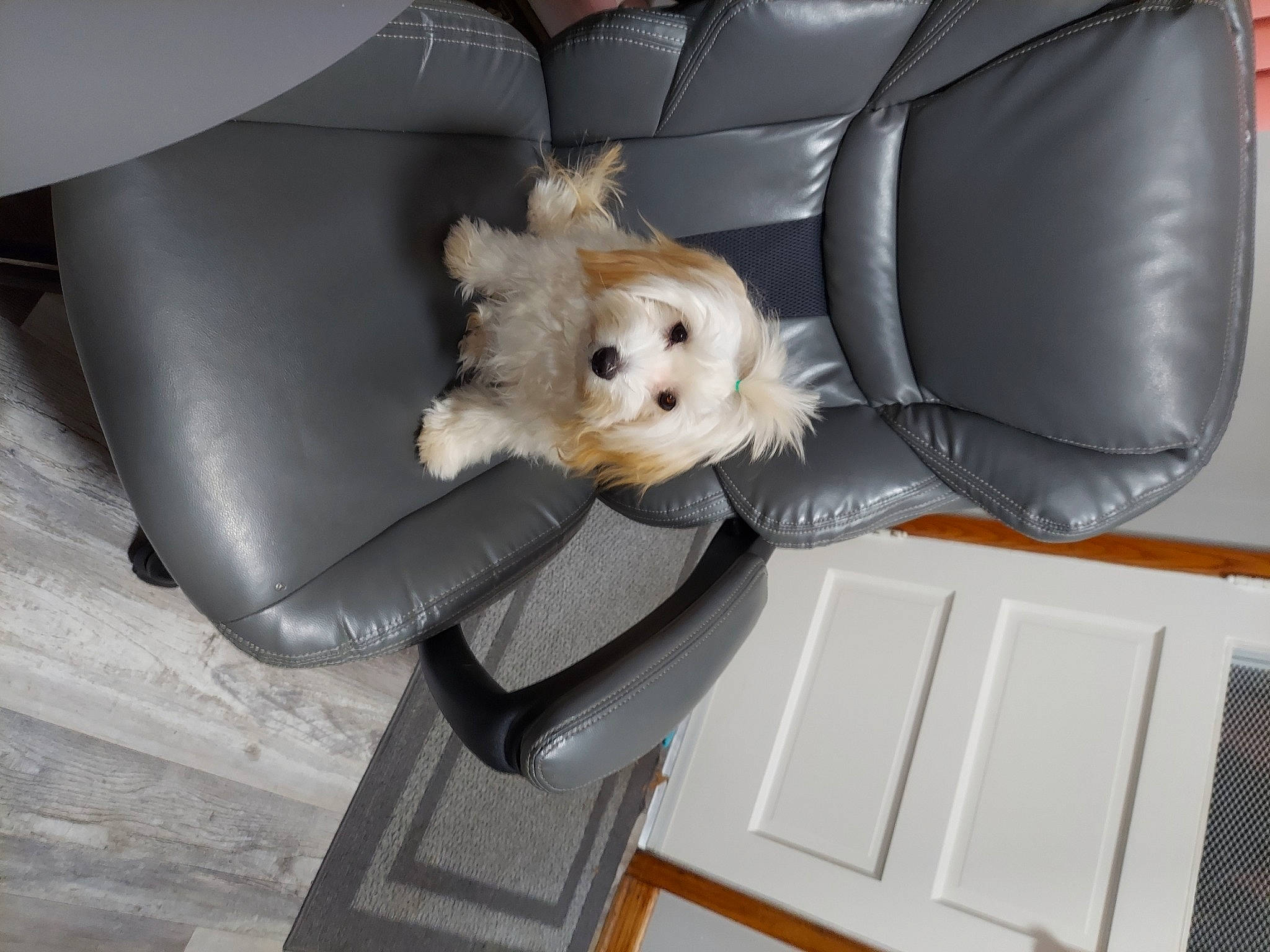 Sugar joined the competition — help win amazing prizes! canidae, car_seat_cover, carnivore, comfort, companion_dog, dog, dog_breed, dog_supply, fawn, fur, labradoodle, puppy_love, seat_belt, sitting, small_terrier, sporting_group, terrier, toy, toy_dog, vehicle