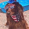 dog, pet, long_hair, brown_fur, patriotic, american_flag, top_hat, bandana, sunglasses, costume, outdoor, gravel, backyard, swimming_pool, kiddie_pool, sitting, portrait, holiday, fashion, funny