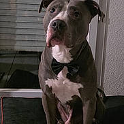 Ragnard participe au concours pour gagner de l'argent avec cette photo : dog, bow_tie, pet, indoor, window, cushion, tile_floor, black_and_white, sitting, looking_away, animal, companion, mammal, domestic_animal, portrait, cute, face, ears, paw, fur
