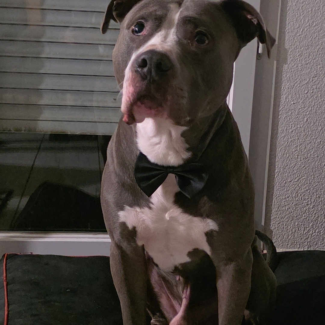 Ragnard participe au concours pour gagner de l'argent avec cette photo : animal, black_and_white, bow_tie, companion, cushion, cute, dog, domestic_animal, ears, face, fur, indoor, looking_away, mammal, paw, pet, portrait, sitting, tile_floor, window