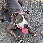 Ragnar participe au concours pour gagner de l'argent avec cette photo : dog, pit_bull, leash, panting, tongue_out, pavement, curb, grass, outdoor, pet, animal, canine, mammal, resting, summer, daylight, collar, four_legs, ears, tail