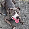 animal, canine, collar, curb, daylight, dog, ears, four_legs, grass, leash, mammal, outdoor, panting, pavement, pet, pit_bull, resting, summer, tail, tongue_out