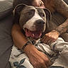 Ragnar a rejoint le concours — aidez-le/la à gagner de superbes lots ! dog, person, tattoo, couch, blanket, hug, smile, happy, indoor, relaxation, comfort, face, paw, arm, home, rest, love, pet, companionship, cozy