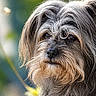dog, portrait, close_up, outdoor, scruffy, gray_fur, brown_fur, long_hair, animal, pet, canine, nature, green_background, fur, looking_away, soft_light, whiskers, ears, snout, expression