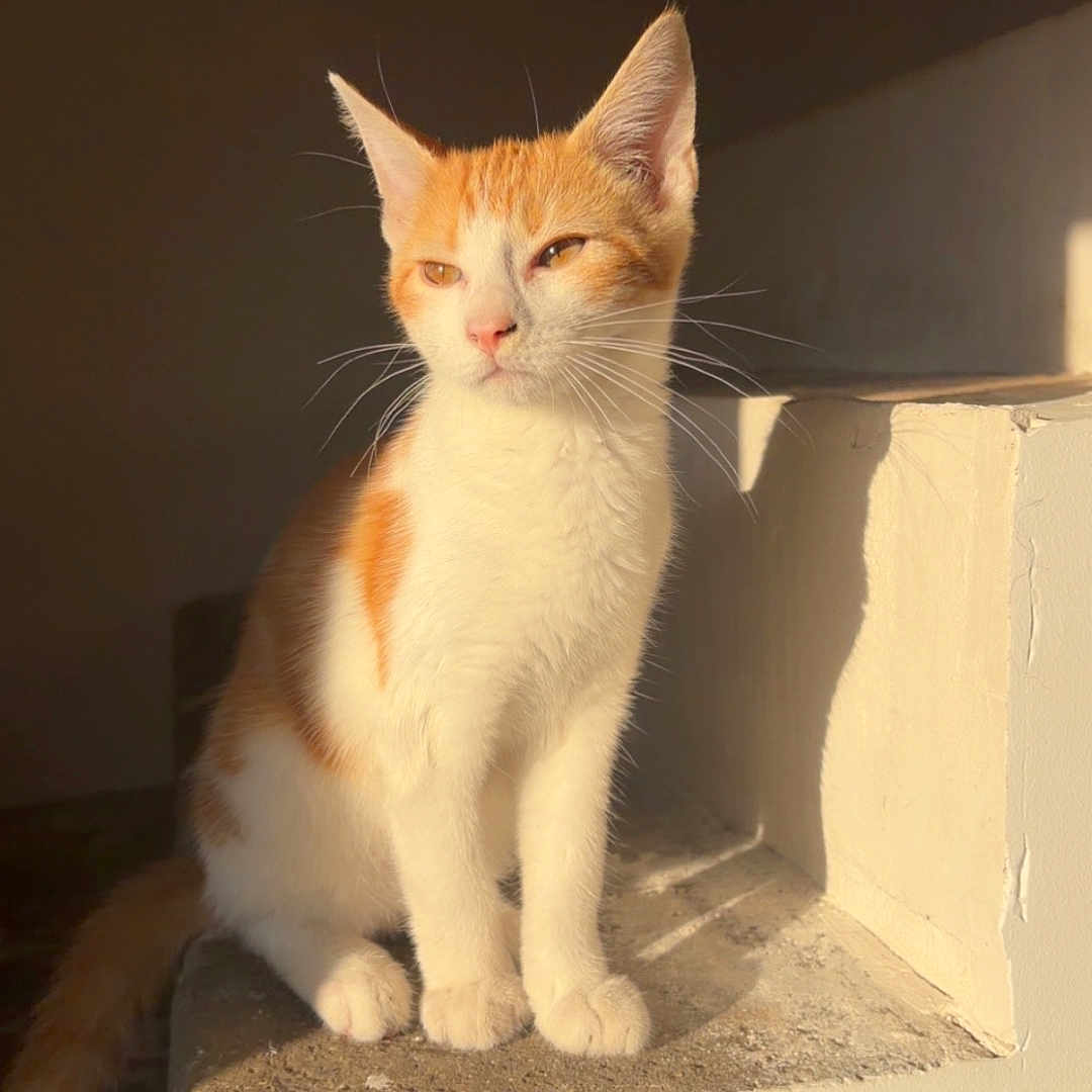 Marouxcain participe au concours pour gagner de l'argent avec cette photo : animal, calm, cat, concrete, daylight, domestic_cat, ears, feline, indoor, ledges, orange_and_white, pet, portrait, quiet, relaxed, shadow, sitting, sunlight, tail, whiskers