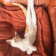 Marouxcain participe au concours pour gagner de l'argent avec cette photo : animal, blanket, cat, comfort, couch, cozy, cute, feline, fur, indoor, leather, napping, orange_and_white, paws, pet, relaxed, resting, sleeping, texture, warm_light