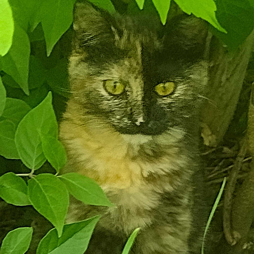 Navaho joined the competition — help win amazing prizes! abyssinian, angora, animal, cat, den, flower, green, herbal, herbs, indoors, ivy, jungle, kitten, leaf, manx, nature, outdoors, pet, plant, vegetation